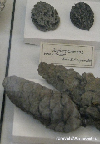 шишки, ЦНИГР музей им. Ф.Н. Чернышева