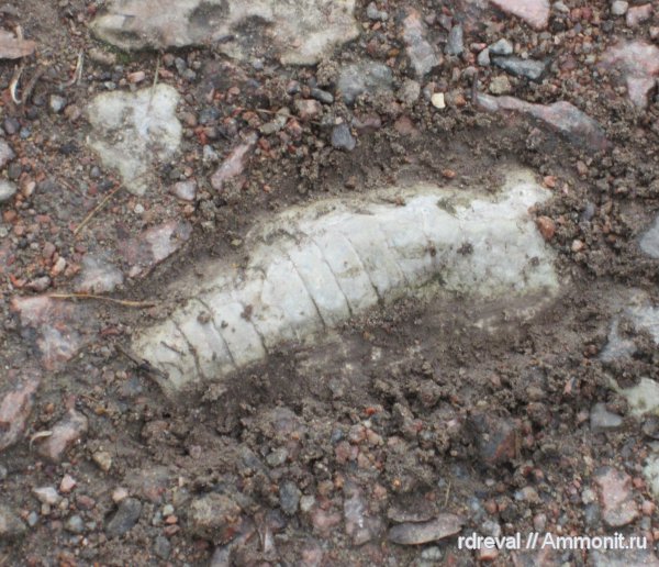 окаменелости в неожиданных местах