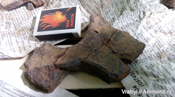 рептилии, плезиозавры, мезозой, Городищи