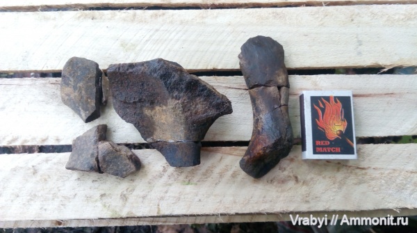 рептилии, плезиозавры, мезозой, Городищи