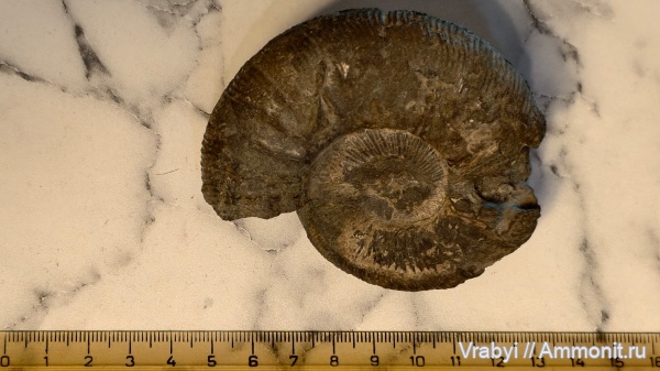 аммониты, юра, Москва, Шмелëвка