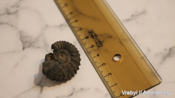 аммониты, Москва, головоногие моллюски, Ammonites, Шмелëвка
