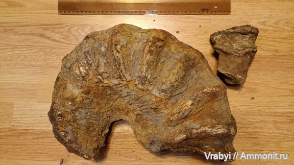 аммониты, головоногие моллюски, Ammonites, Широкий Буерак