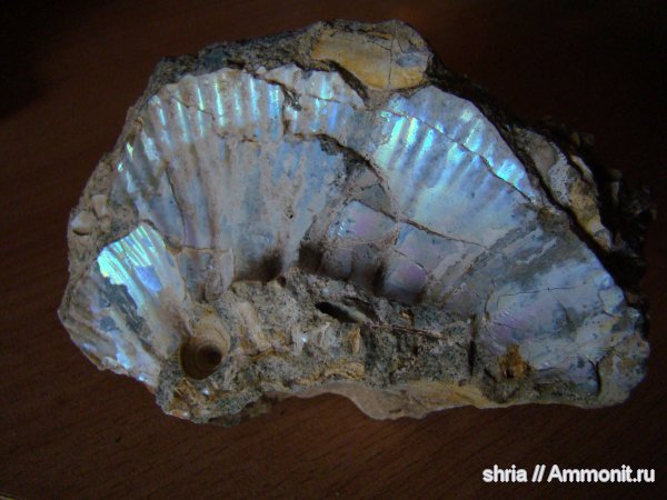 аммониты, юра, Ammonites, Jurassic