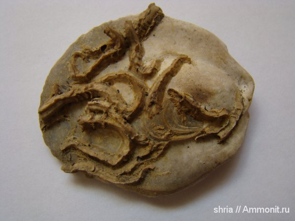 юра, черви, Serpula, Gryphaea, Jurassic