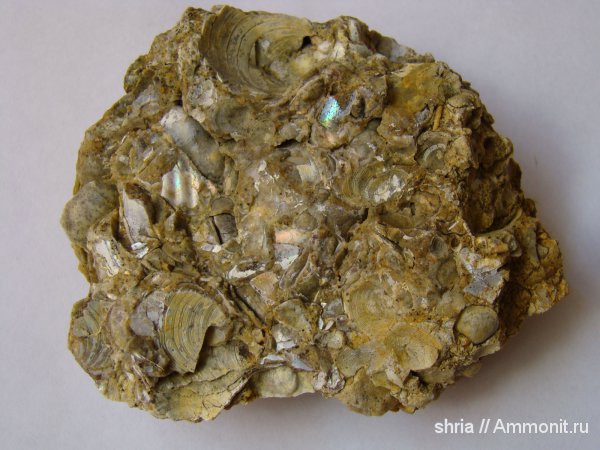 моллюски, юра, Jurassic