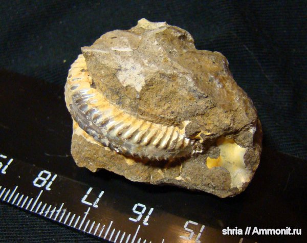 юра, Aulacostephanus subundorae, Jurassic