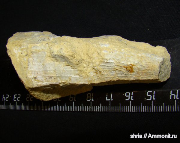 Pinna, Оренбургская область