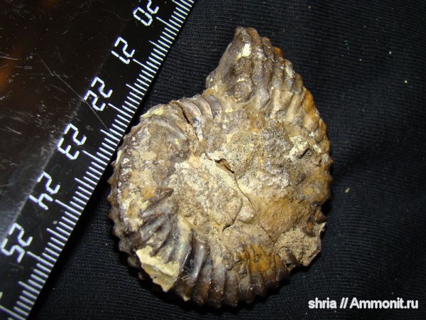 юра, Aulacostephanus, Aulacostephanus subundorae, Оренбургская область, Jurassic