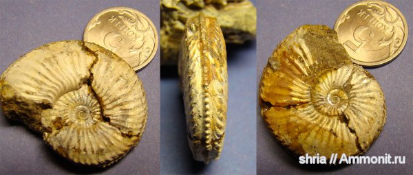 юра, Amoeboceras, Jurassic