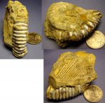 аммонит+отпечаток