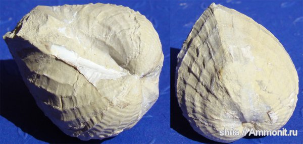 юра, Pholadomya, Jurassic