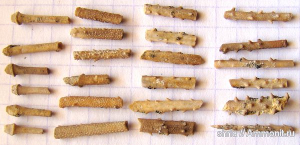 юра, иглы морских ежей, Оренбургская область, Jurassic