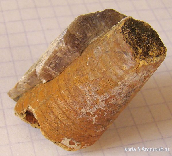 юра, фрагмоконы, Оренбургская область, Jurassic, phragmocones