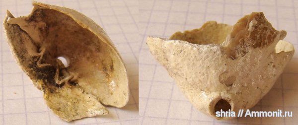 юра, Terebratulida, Оренбургская область, Jurassic