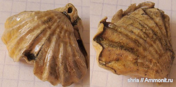 юра, Rhynchonellida, Оренбургская область, Jurassic