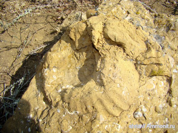 юра, Erymnoceras, Оренбургская область, Jurassic