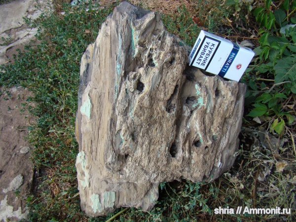 окаменевшее дерево, Оренбургская область