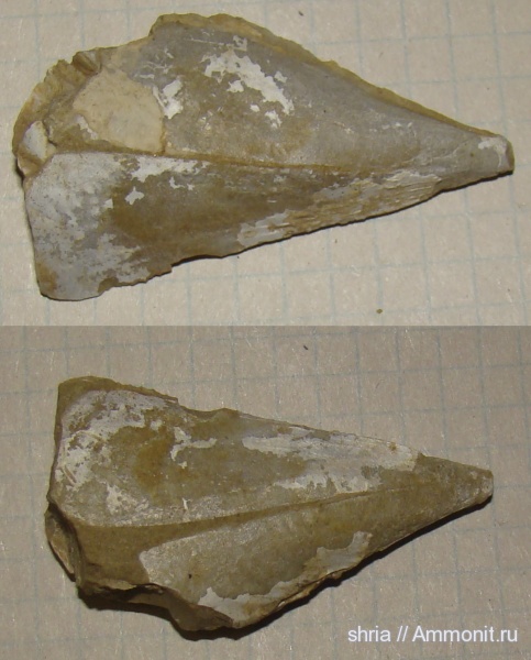 юра, Pinna, Jurassic