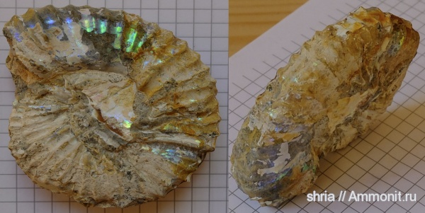 юра, Aulacostephanus, Оренбургская область, Jurassic