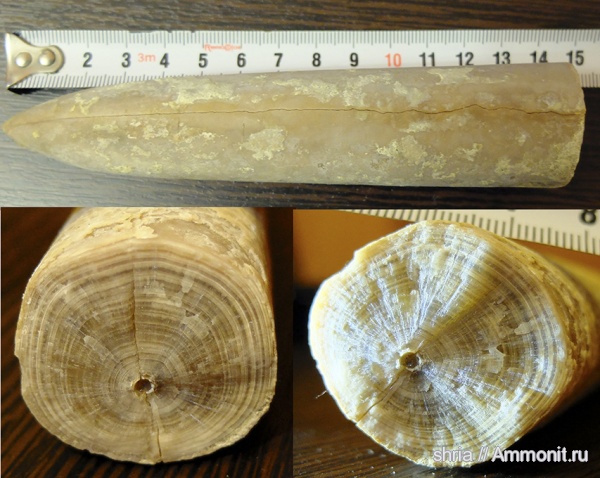 белемниты, юра