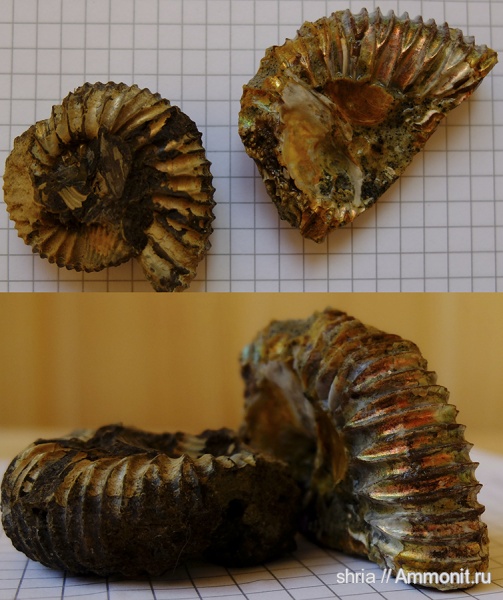 юра, Crussoliceras