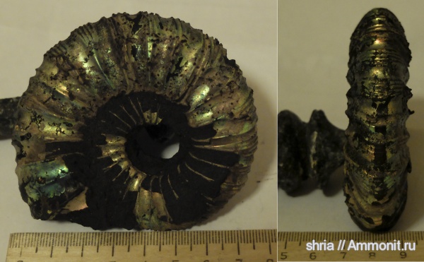 НАХОДКИ С ГАЗОНА