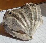 Брахиопода