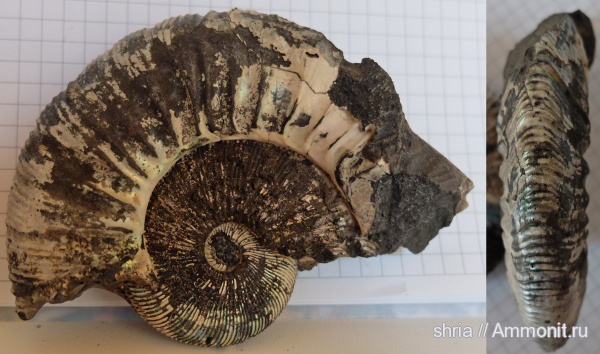 юра, Virgatites, Московская область