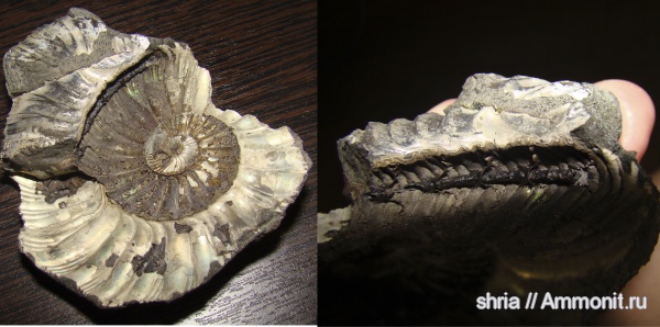 юра, Virgatites, сифон, Московская область