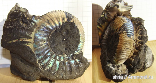 аммониты, юра, Virgatites, Московская область