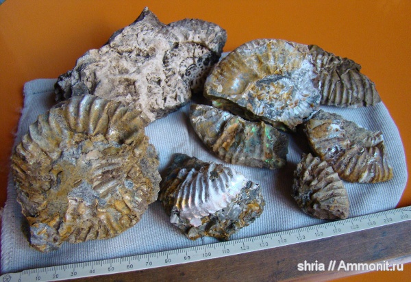 юра, Aulacostephanus, Оренбургская область