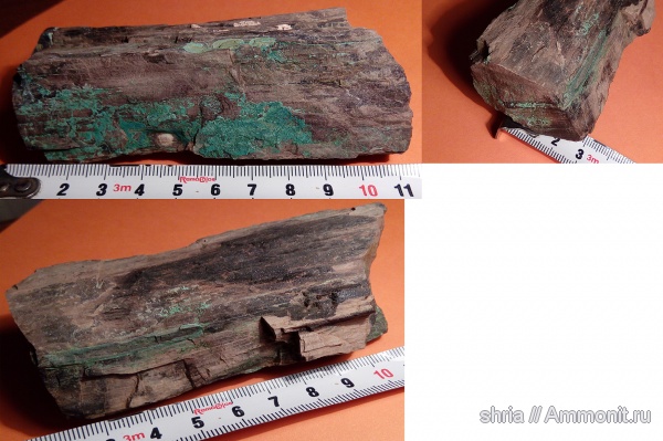 пермь, окаменевшее дерево, Каргалинские рудники, Оренбургская область