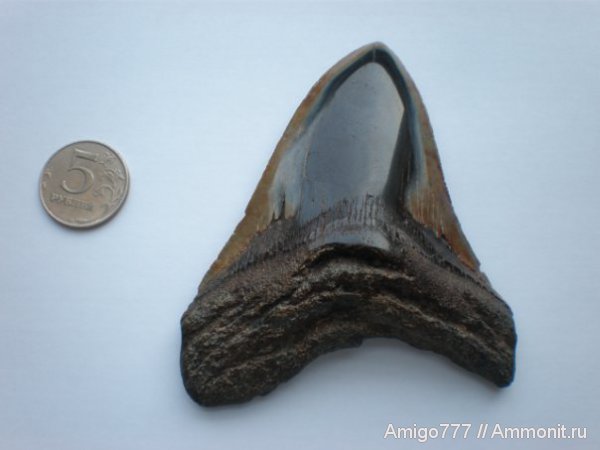 мегалодон, Megalodon