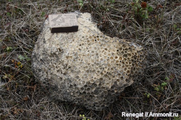 колониальные кораллы, Серпиевка, колониальные ругозы