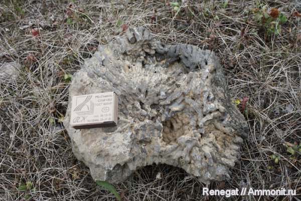 колониальные кораллы, Серпиевка, колониальные ругозы