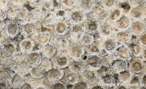 колониальные кораллы, Серпиевка, колониальные ругозы