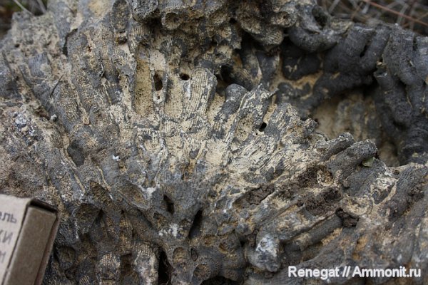 колониальные кораллы, Серпиевка, колониальные ругозы