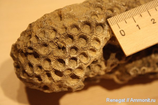 колониальные кораллы, Cnidaria, Anthozoa, Hexagonaria