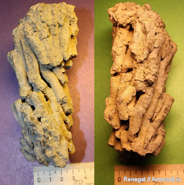 палеозой, Syringopora, Syringopora gracilis, Rugosa