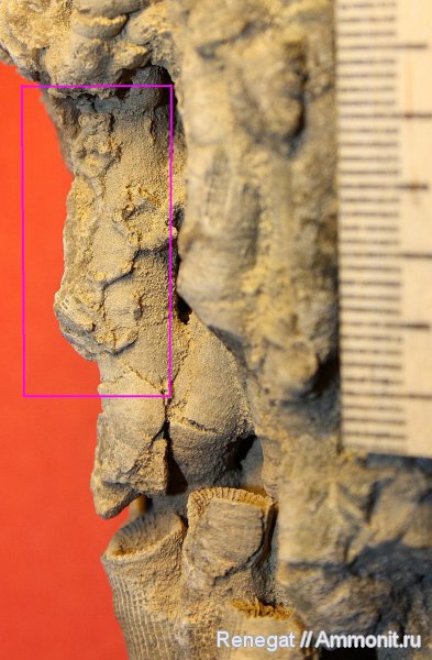 палеозой, Aulopora, Anthozoa, Aulopora macrostoma