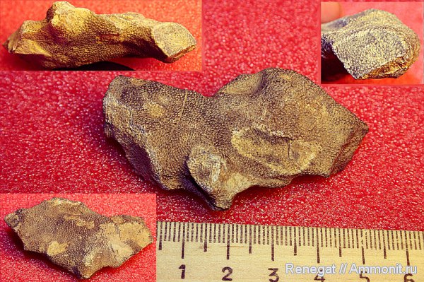 мшанки, Tabulipora, Tabulata, Tabulipora maculosa, Bryozoa, Alveolites