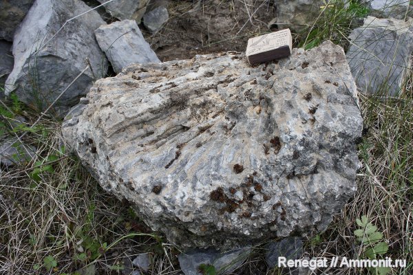 палеозой, колониальные кораллы, Cnidaria, Anthozoa, Серпиевка