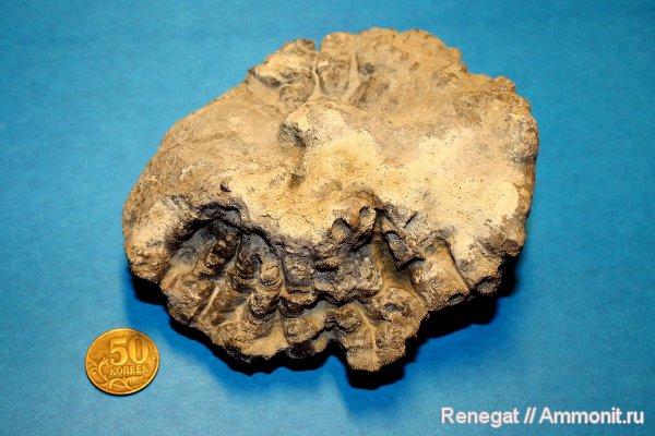 Cnidaria, Anthozoa, Hexagonaria