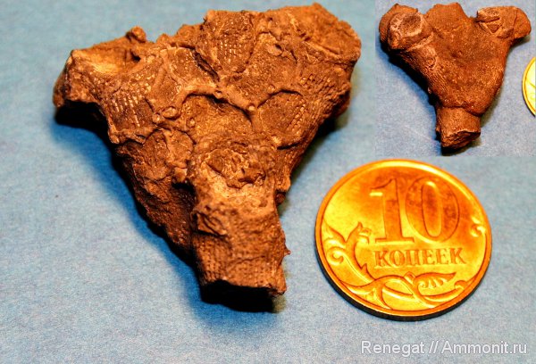 Aulopora, Cnidaria, Anthozoa, Aulopora macrostoma