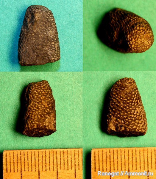 мшанки, Tabulipora, Tabulipora maculosa