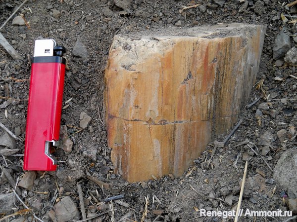 окаменевшее дерево