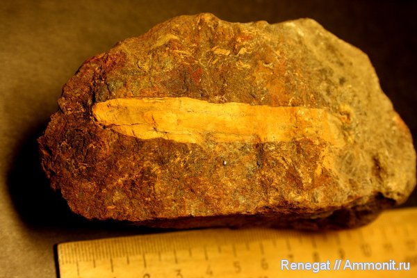 окаменевшее дерево