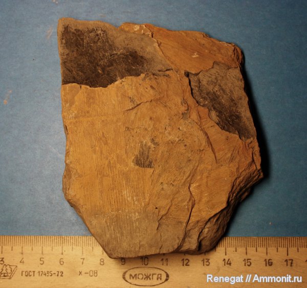 растения, Флора