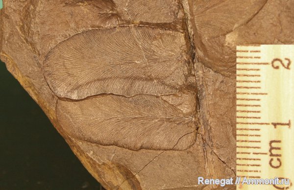 карбон, Neuropteris, нейроптерис